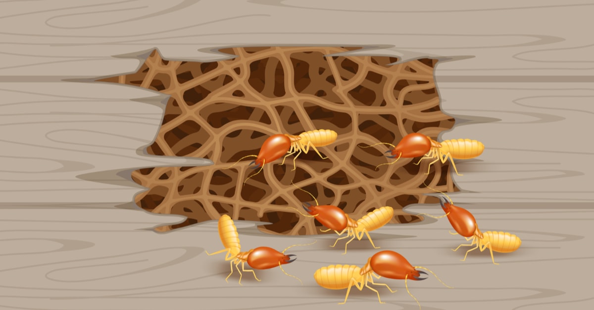 Why Regular Termite Inspections Are a Must for Houston Homes